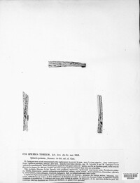 Image of Anthostomella tomicum